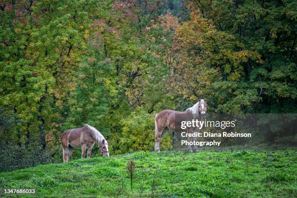 two horses in the rain in the fall near stowe, vermont - horse grazing stock pictures, royalty-free photos & images
