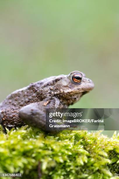 common toad (bufo bufo), sitting on moss, velbert, north rhine-westphalia, germany - common toad stock pictures, royalty-free photos & images