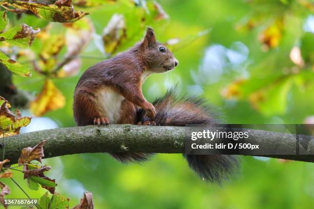 close-up of american red squirrel on tree - american red squirrel stock pictures, royalty-free photos & images