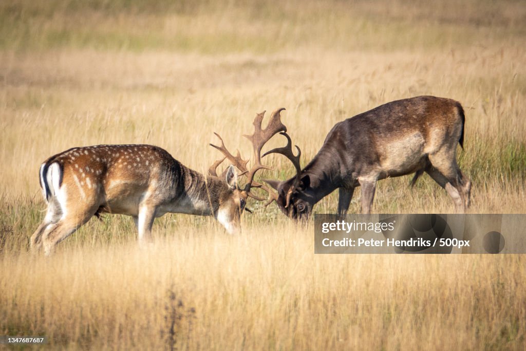 Side view of fallow red deer standing on field,Amsterdam,Netherlands