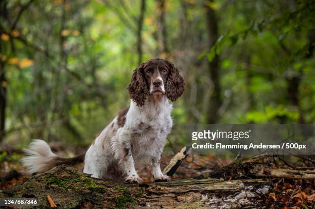 portrait of spaniel sitting on tree trunk in forest - springer spaniel stock pictures, royalty-free photos & images