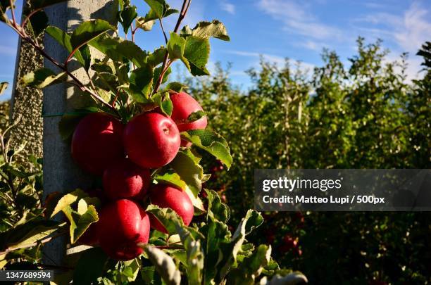 close-up of cherries growing on tree,val di non,provincia autonoma di trento,italy - provincia di trento stock-fotos und bilder