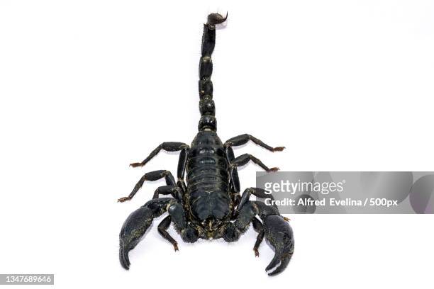 573 Animal Scorpio Photos and Premium High Res Pictures - Getty Images