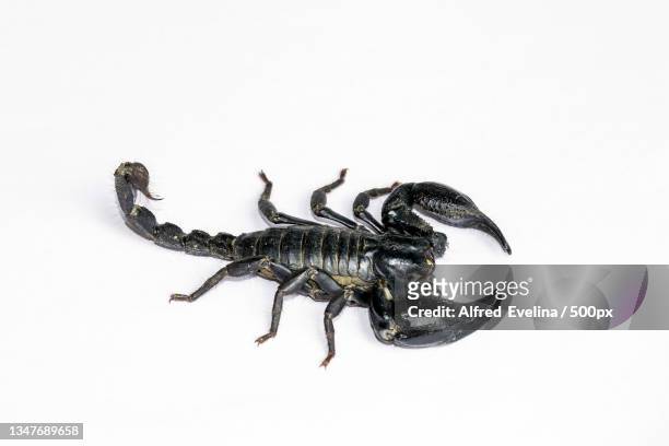 616 Black Scorpio Photos and Premium High Res Pictures - Getty Images