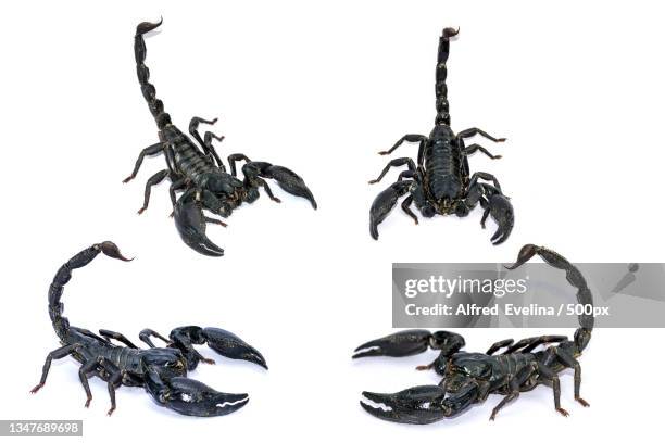 close-up of scorpion against white background - skorpion stock-fotos und bilder