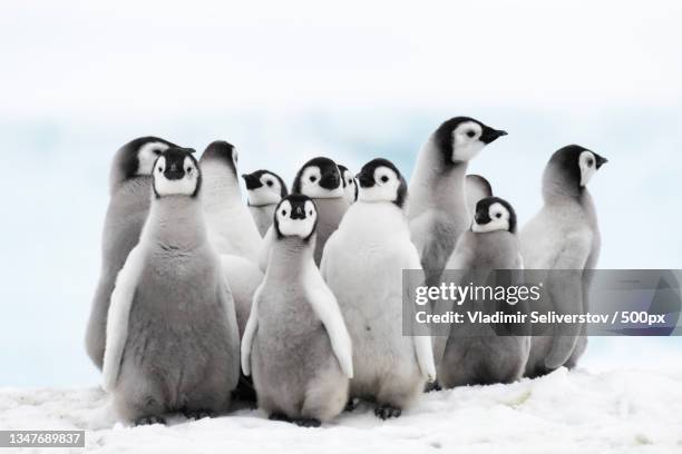 close-up of penguins on snow covered field - emperor penguin stock pictures, royalty-free photos & images