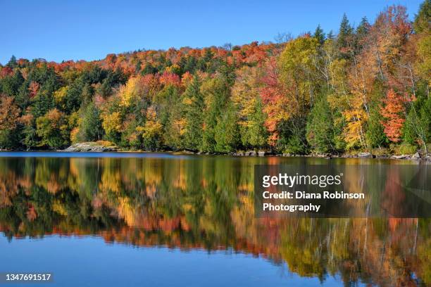 reflection of autumn trees on moose pond in the adirondack mountains near lake placid, upstate new york - lake placid stock pictures, royalty-free photos & images