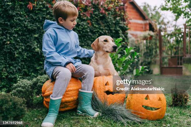 we are ready for the halloween - halloween dog stock pictures, royalty-free photos & images