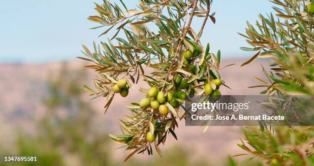 olive branch with ripening olives to collect and make olive oil. - rama de olivo fotografías e imágenes de stock