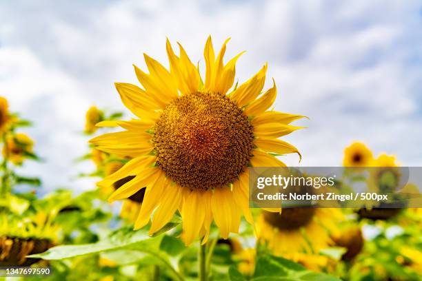 close-up of yellow sunflower against sky,nieby,germany - girasol fotografías e imágenes de stock