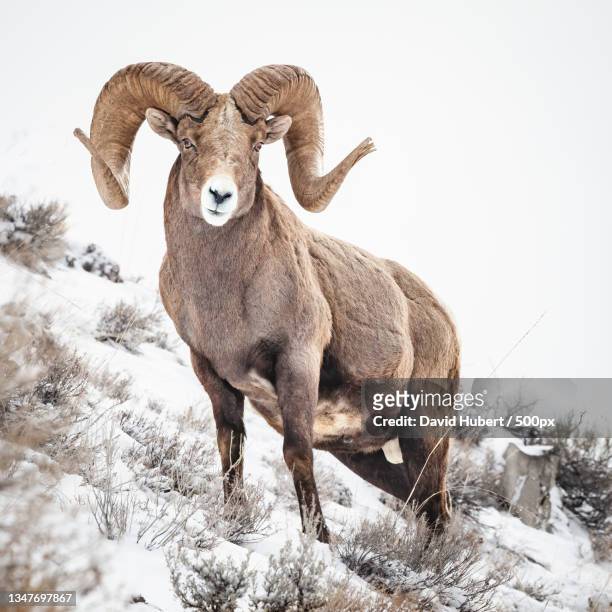 portrait of sheep standing on snow covered field against sky,yellowstone national park,wyoming,united states,usa - ram stockfoto's en -beelden
