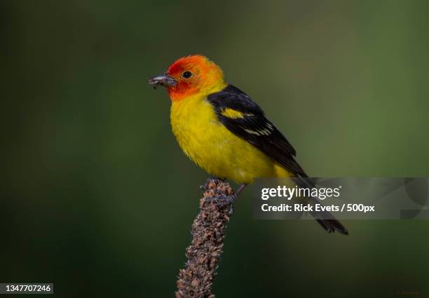close-up of western tanager perching on branch - piranga ludoviciana stock pictures, royalty-free photos & images