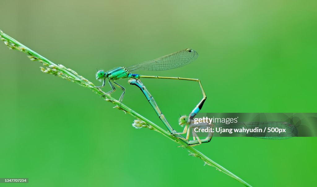 Close-up of dragonfly on plant