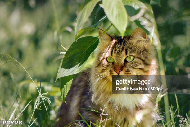 portrait of cat sitting on field - siberian cat stockfoto's en -beelden