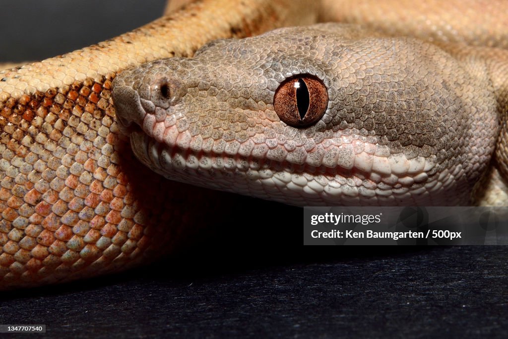 Close-up of boa on wood
