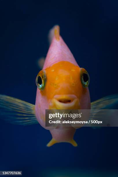 close-up of goldcichlid swimming in aquarium - papageienbuntbarsch stock-fotos und bilder