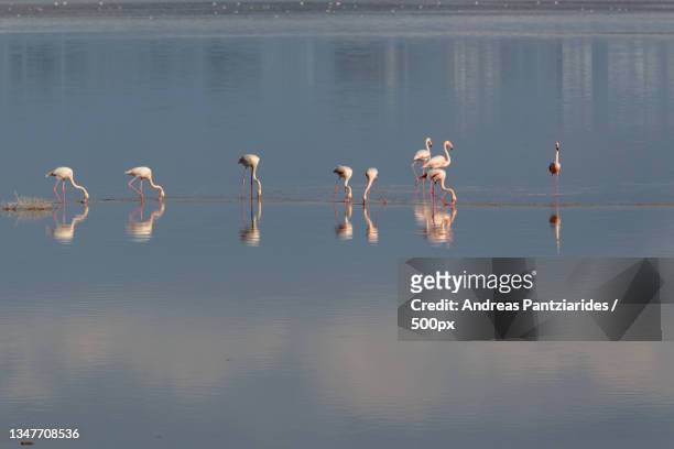 high angle view of flamingos in lake,larnaca,cyprus - larnaca stock pictures, royalty-free photos & images