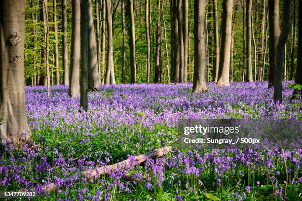 view of purple flowering plants in forest - bluebell wood fotografías e imágenes de stock