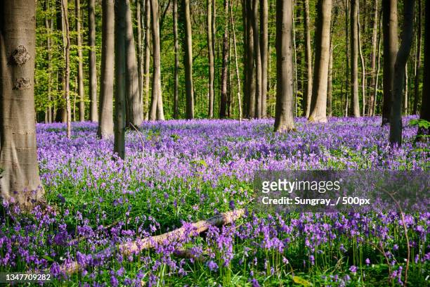 view of purple flowering plants in forest - bluebell woods imagens e fotografias de stock