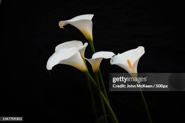 close-up of white flowers against black background - calla lilies white stock-fotos und bilder