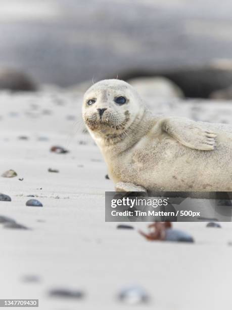 close-up of seal on beach,heligoland,germany - foca común fotografías e imágenes de stock