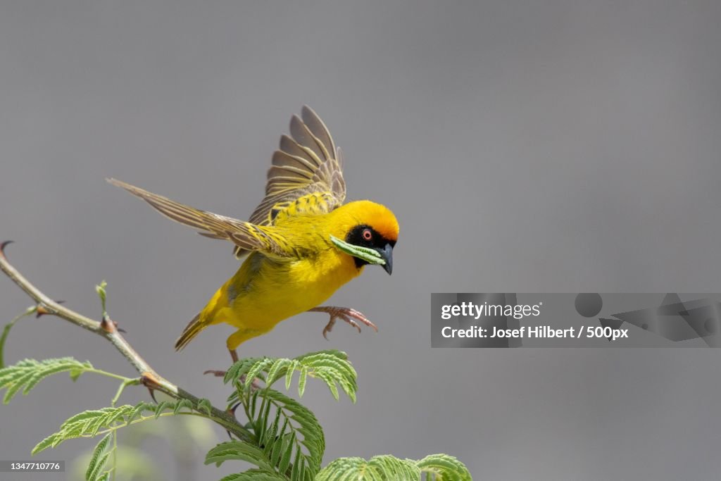 Close-up of masked weaver weaverbird perching on plant