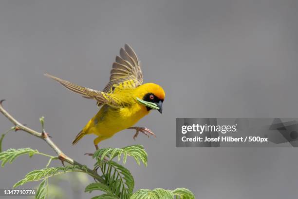 close-up of masked weaver weaverbird perching on plant - weaver bird stock pictures, royalty-free photos & images