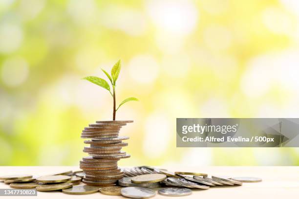 close-up of plant growing on coins - prosperity stock pictures, royalty-free photos & images