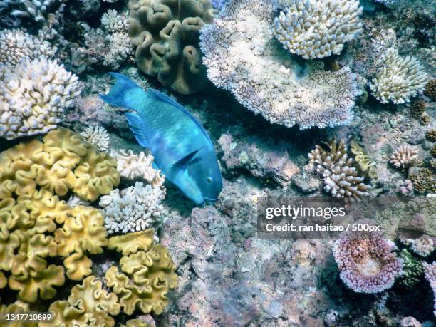 Bottom Fish 4,266 Bottom Fish Stock Photos, High-Res Pictures, and Images - Getty ...