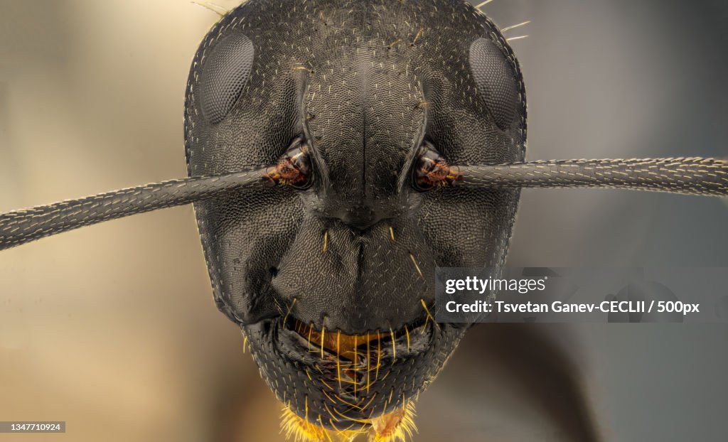 Closeup Of Insect High-Res Stock Photo - Getty Images