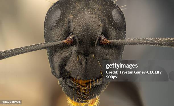 close-up of insect - animal head stock pictures, royalty-free photos & images