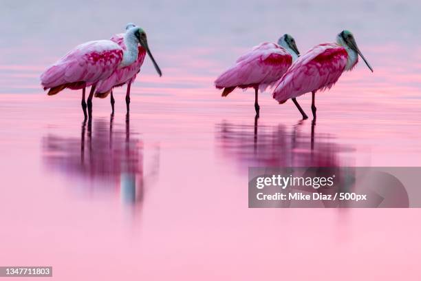 close-up of flamingos in lake,yucatan,mexico - threskiornithidae stock pictures, royalty-free photos & images