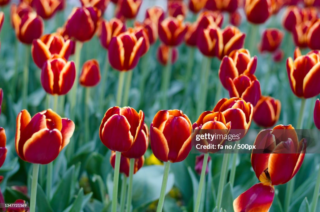 Close-up of red tulips in field