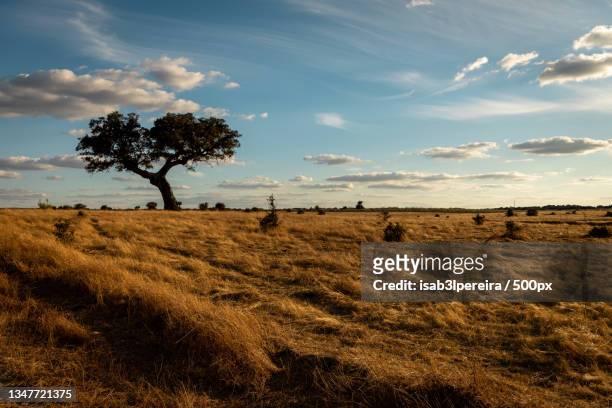 scenic view of field against sky,alentejo,portugal - alentejo stockfoto's en -beelden