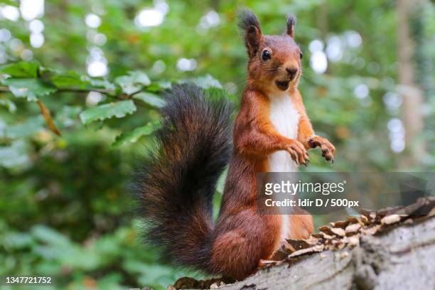 close-up of squirrel eating nut on tree stump - squirrel stock-fotos und bilder