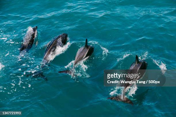 high angle view of dolphins swimming in sea,kaikoura,new zealand - kaikoura stock-fotos und bilder