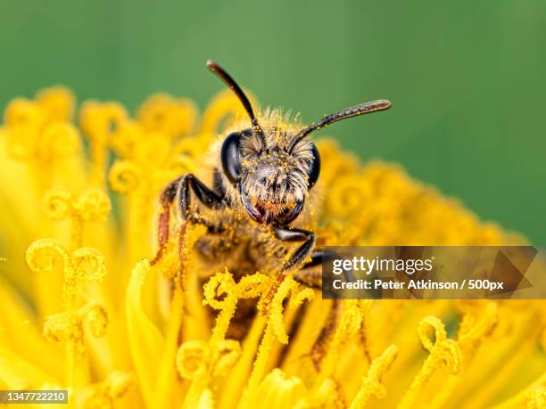 close-up of insect on yellow flower - honey bee flower stock pictures, royalty-free photos & images