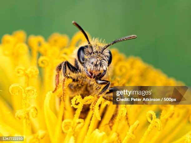 close-up of insect on yellow flower - bees - fotografias e filmes do acervo