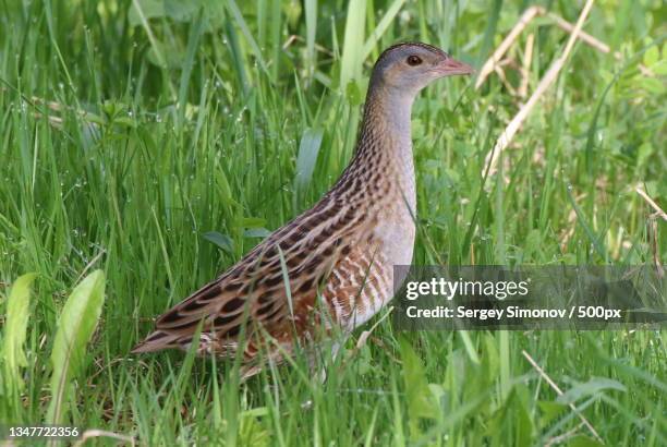 close-up of corncrake perching on grassy field,russia - corncrake stock pictures, royalty-free photos & images