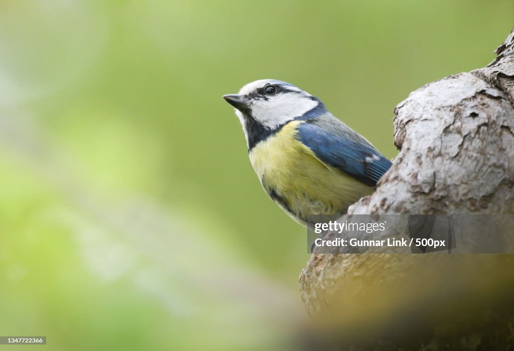 Close-up of songbluetit perching on tree