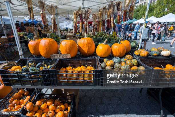 halloween pumpkins are displayed for sale at union square green market nyc - union square new york city stock pictures, royalty-free photos & images