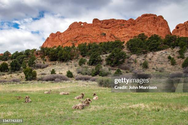 big horn rams resting in green meadow garden of the gods - pikes peak national forest 個照片及圖片檔