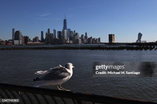 Seagull hangs out on a railing near the "Water's Soul" sculpture by Spanish artist Jaume Plensa on the Hudson River Waterfront Walkway on October 20,...