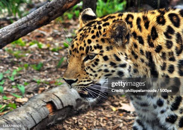 close-up of amur leopard on field - amur leopard stock-fotos und bilder