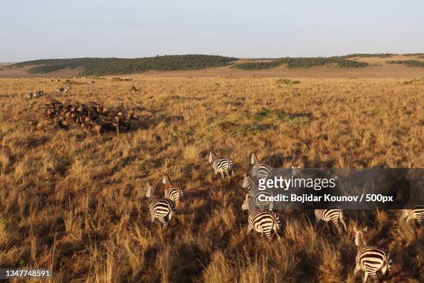 high angle view of zebras on field against sky - zebra herd stock pictures, royalty-free photos & images