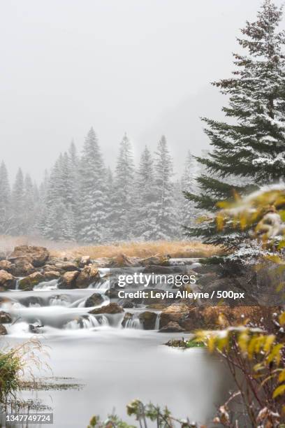 scenic view of river in forest during winter,spearfish,south dakota,united states,usa - spearfish south dakota stock-fotos und bilder