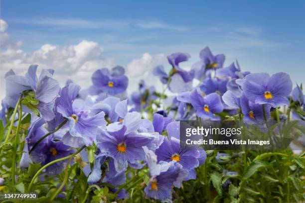 field of violets - violales stock pictures, royalty-free photos & images