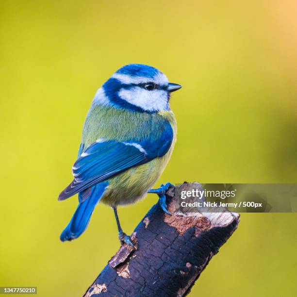 close-up of bluetit perching on wood - bluetit stock pictures, royalty-free photos & images