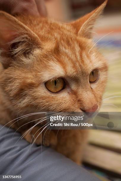 Rou Shi Photos and Premium High Res Pictures - Getty Images