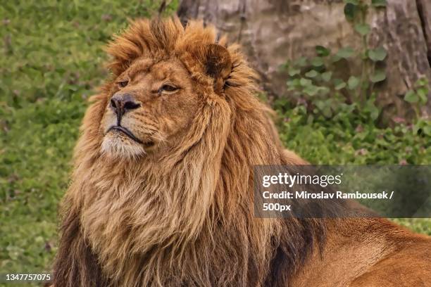 portrait of a lion - lion head stockfoto's en -beelden